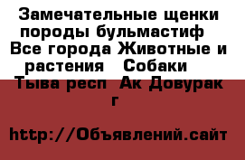 Замечательные щенки породы бульмастиф - Все города Животные и растения » Собаки   . Тыва респ.,Ак-Довурак г.